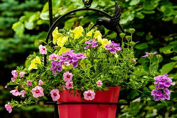 Flowering Plants, Blooming Plants, Dish Gardens