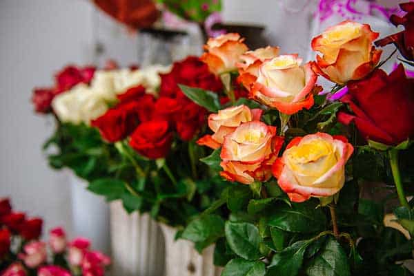 Roses, Long Stem Roses, Garden Roses