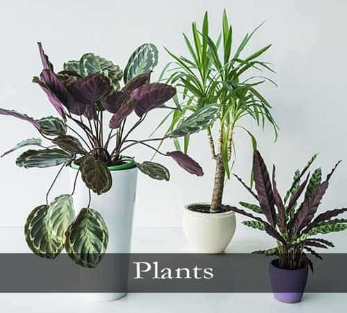 Plants, Green Plants, Flowering Plants
