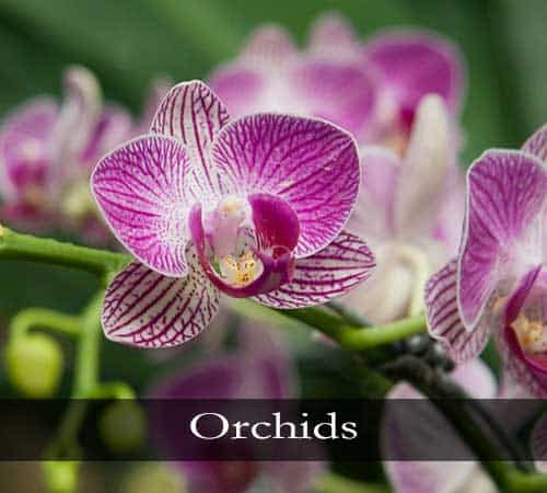 Cymbidium Orchids, Dendrobium Orchids, Cattleya Orchids, Phalaenopsis Orchids