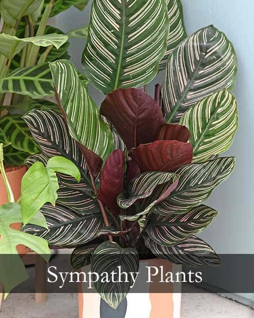 Sympathy Plants, Funeral Plants
