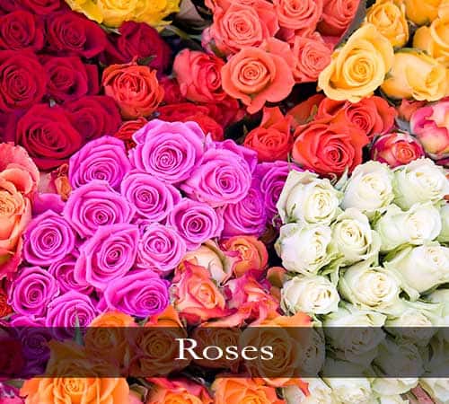Garden Roses, Long Stem Roses, Spray Roses