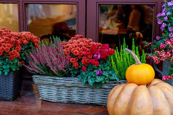 Fall Flowers, Mums, Sunflowers, Fall Bouquets