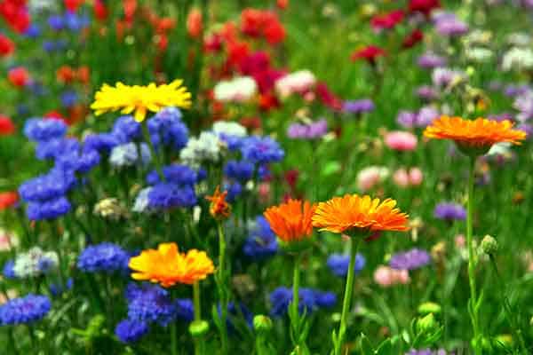 Summer Flowers, Summer Floral Bouquets