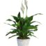 Spathiphyllum, Peace Lily, Live Green Plants, Hoover-Fisher Florist