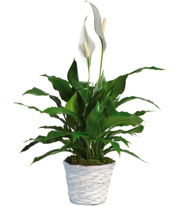 Spathiphyllum, Peace Lily, Live Green Plants, Hoover-Fisher Florist