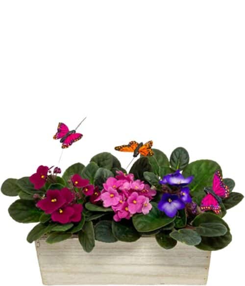Flowers Dish Garden, Violets, Hoover Fisher Florist Plants