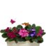Flowers Dish Garden, Violets, Hoover Fisher Florist Plants