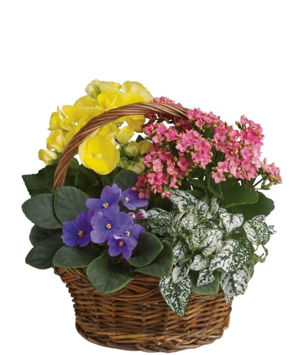 Flower Basket, Plants and Flowers in a Basket