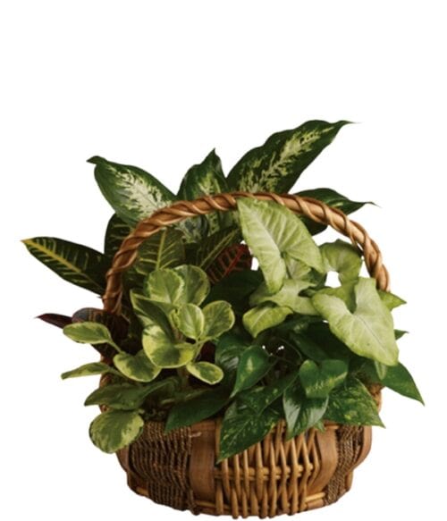 Planter, Green Plant, Live Green Plants, Hoover Fisher Florist, Same Day Plant Delivery