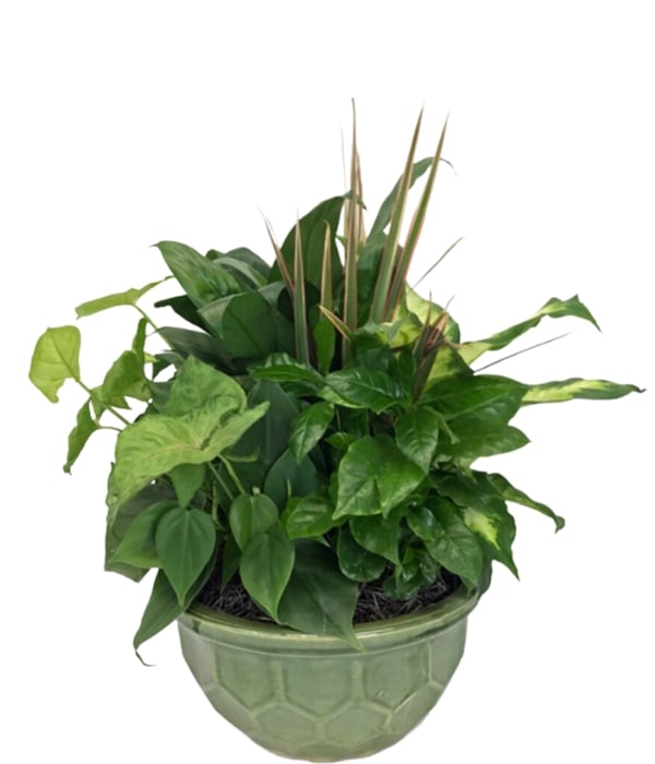 Dish Garden, Green Plant, Live Green Plants, Hoover Fisher Florist, Same Day Plant Delivery