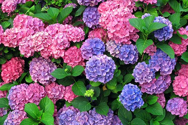 Hydrangea, Full Bloom Hydrangea