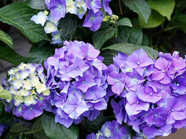 Lavender Hydrangea