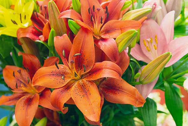 Oriental Lilies, Calla Lilies, Stargazer Lilies