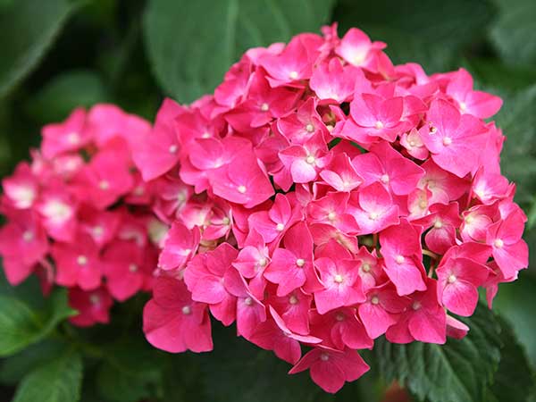 Pink Hydrangea