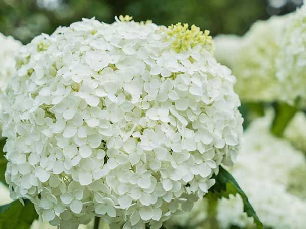 White Hydrangea