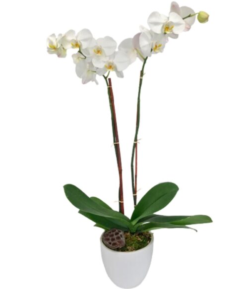 Orchids, Orchid Plants, Live Orchid Plants