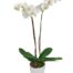 Orchids, Orchid Plants, Live Orchid Plants