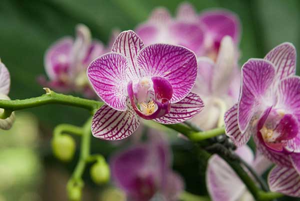 Orchids, Cymbidium Orchids, Dendrobium Orchids, Catteyla Orchids, Phalaenopsis Orchids