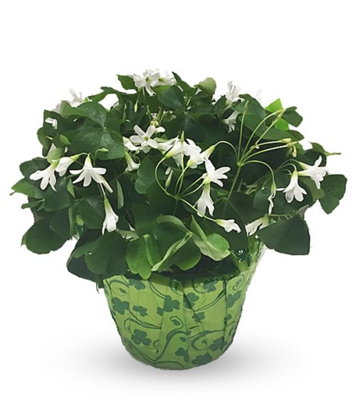 Shamrock Plant